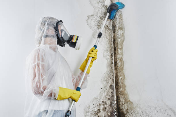 Best Environmental Consulting for Mold Prevention  in Waawa, HI