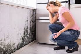 Why You Should Choose Our Mold Remediation Services in Wahiawa, HI